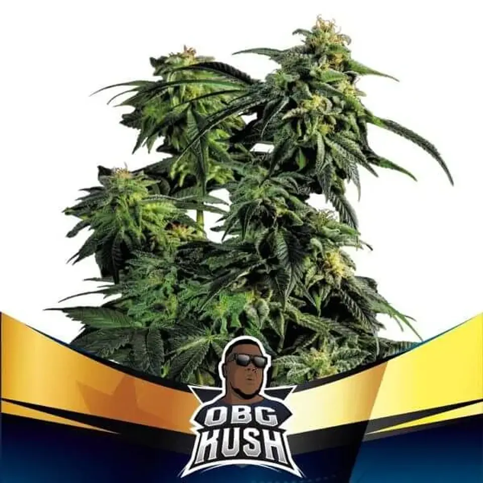 Obg Kush Fast Version Fem -Bsf (X4/X2) 1