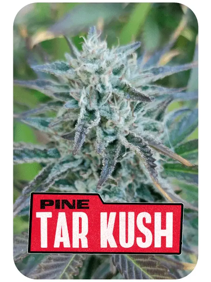 Pine Tar Kush L.E. X4-Bsf 1