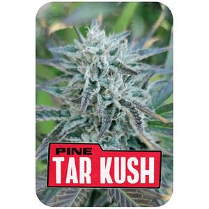 Pine Tar Kush L.E. X12-Bsf