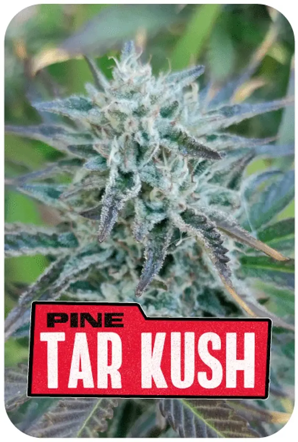 Pine Tar Kush L.E. -Bsf (X12/X7/X4) 1