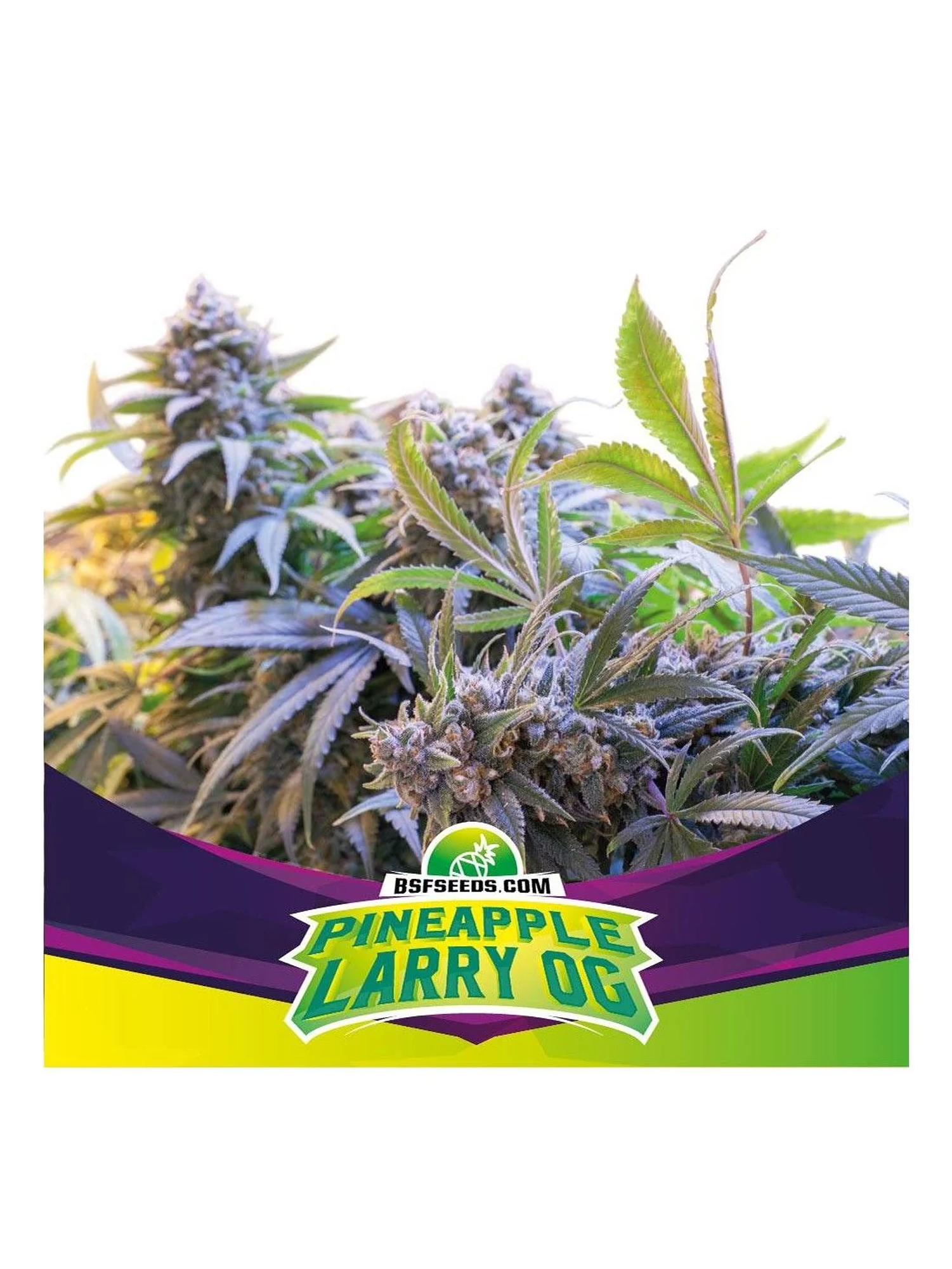 Pineaple Larry Og Fem -Bsf (X4/X2) 1