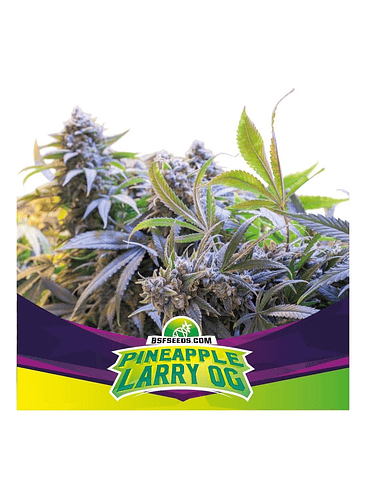 PINEAPLE LARRY OG  FEM  X4 -BSF 1
