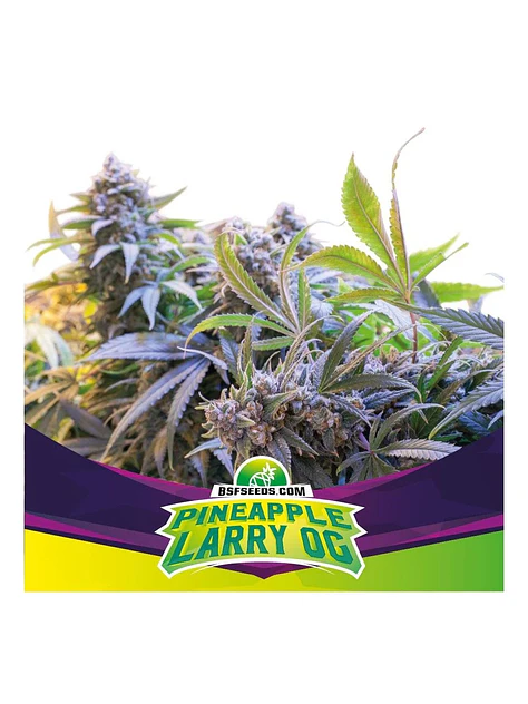 Pineaple Larry Og Fem -Bsf (X4/X2) 1
