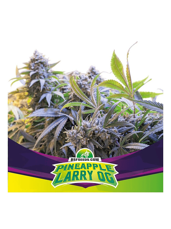 PINEAPLE LARRY OG  FEM  X4 -BSF 1