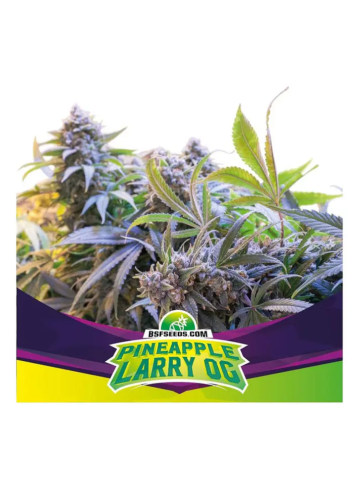 Pineaple Larry Og Fem -Bsf (X4/X2) 1