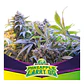 Pineaple Larry Og Fem -Bsf (X4/X2) - Miniatura 1