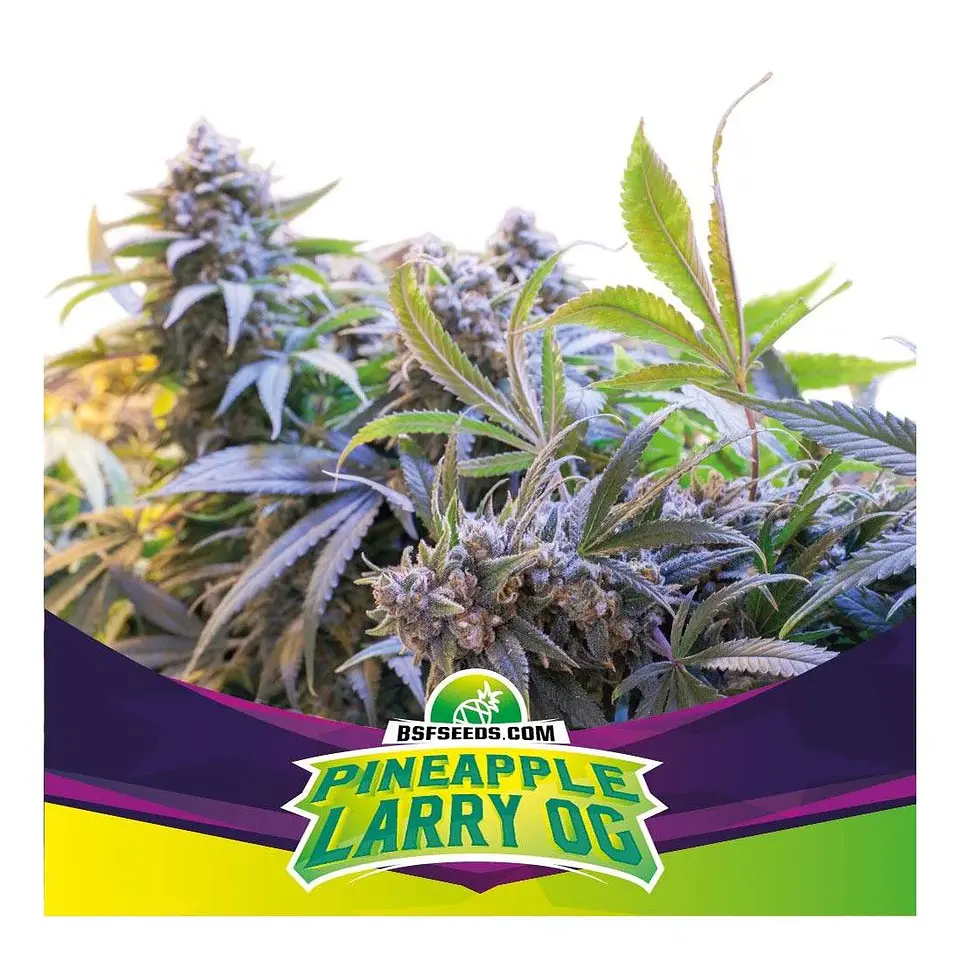 Pineaple Larry Og Fem -Bsf (X4/X2) 1
