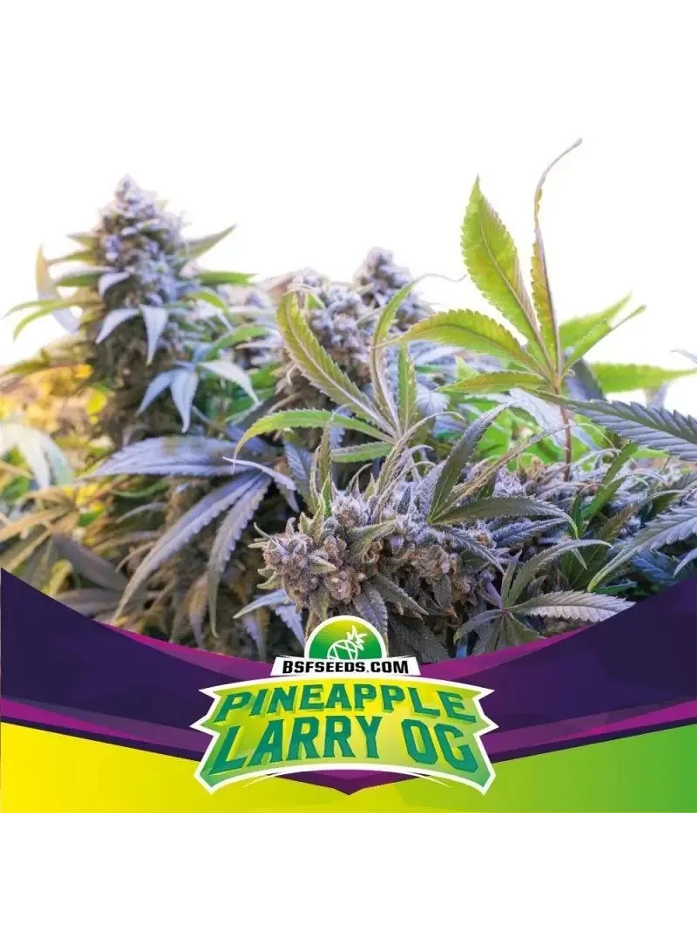 Pineapple Larry Og Fem X12-Bsf 1