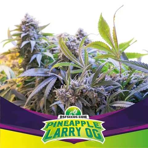 Pineapple Larry Og Fem X12-Bsf