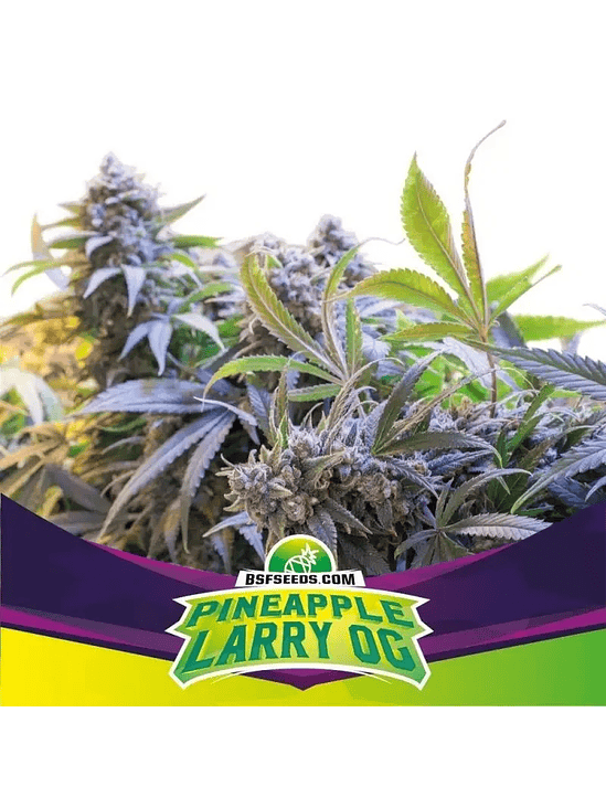 PINEAPPLE LARRY OG FEM X12-BSF 1