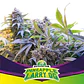 Pineapple Larry Og Fem X12-Bsf - Miniatura 1