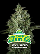 Pineapple Larry Og Xxl Auto X2-Bsf - Miniatura 1