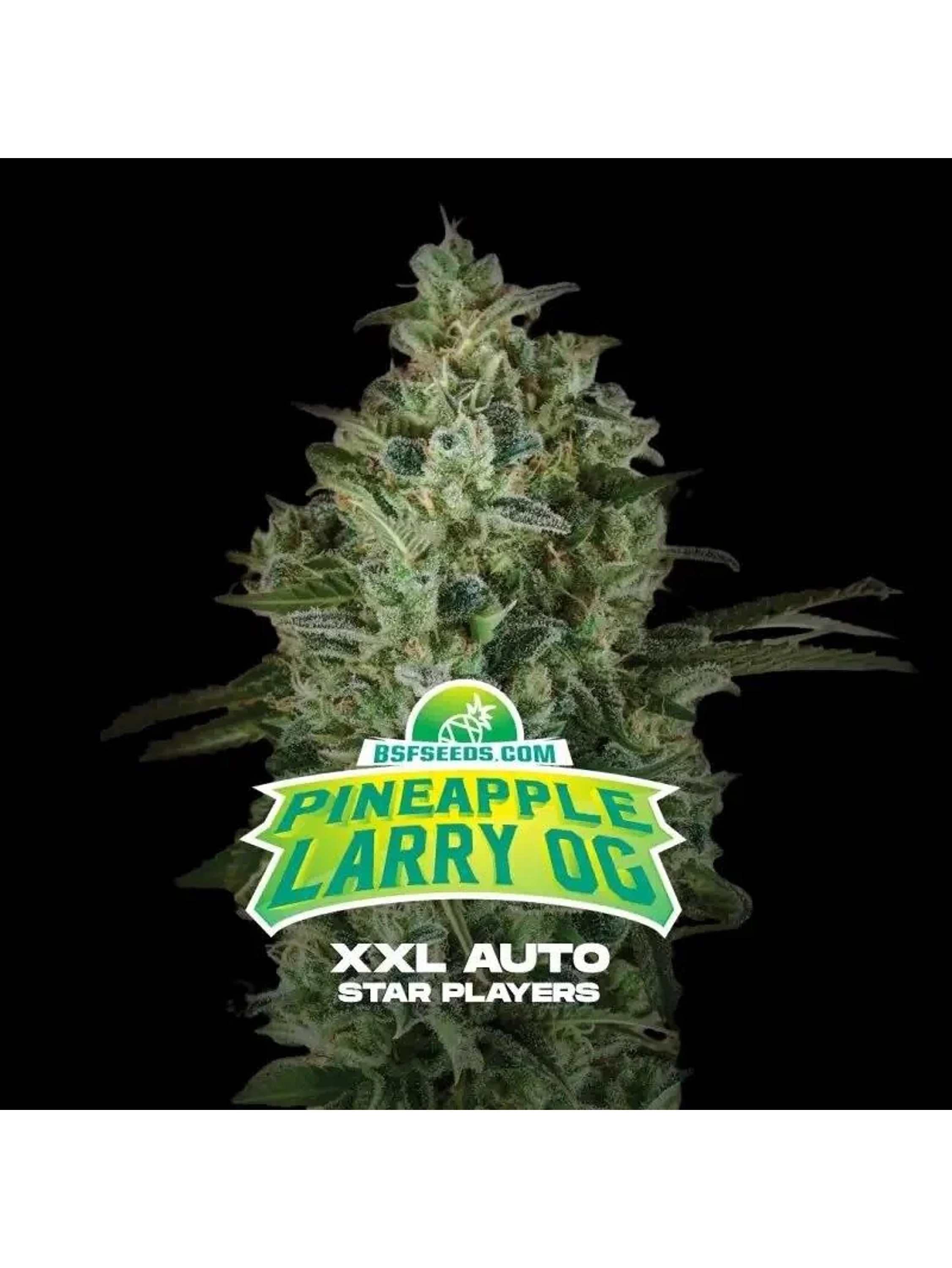 Pineapple Larry Og Xxl Auto -Bsf (X12/X4/X2) 1