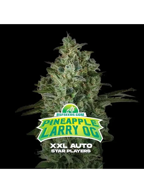 Pineapple Larry Og Xxl Auto -Bsf (X12/X4/X2) 1