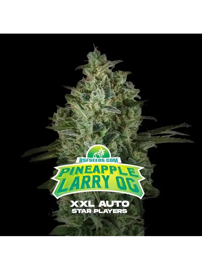 Pineapple Larry Og Xxl Auto -Bsf (X12/X4/X2) 1