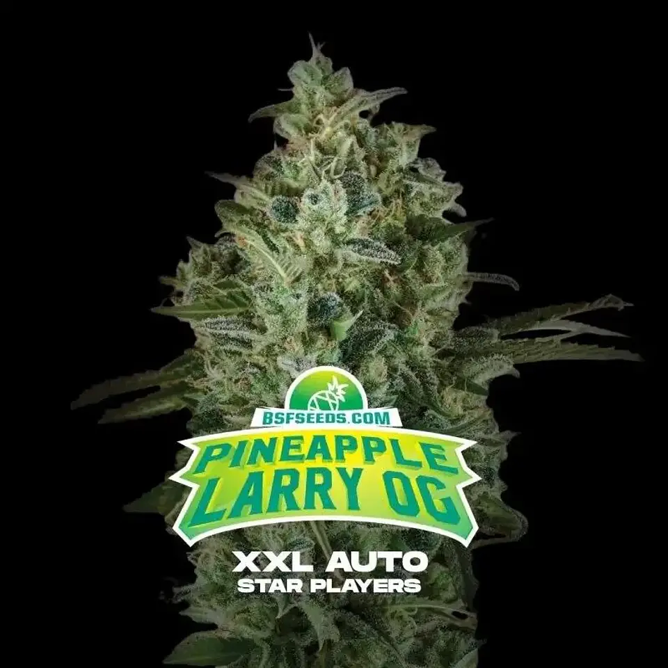 Pineapple Larry Og Xxl Auto -Bsf (X12/X4/X2) 1