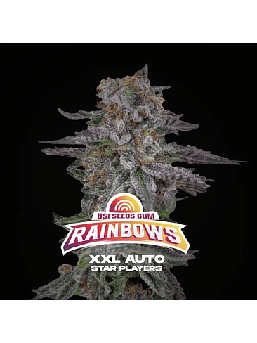 RAINBOWS XXL AUTO X2-BSF 1