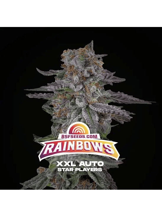 RAINBOWS XXL AUTO X2-BSF 1
