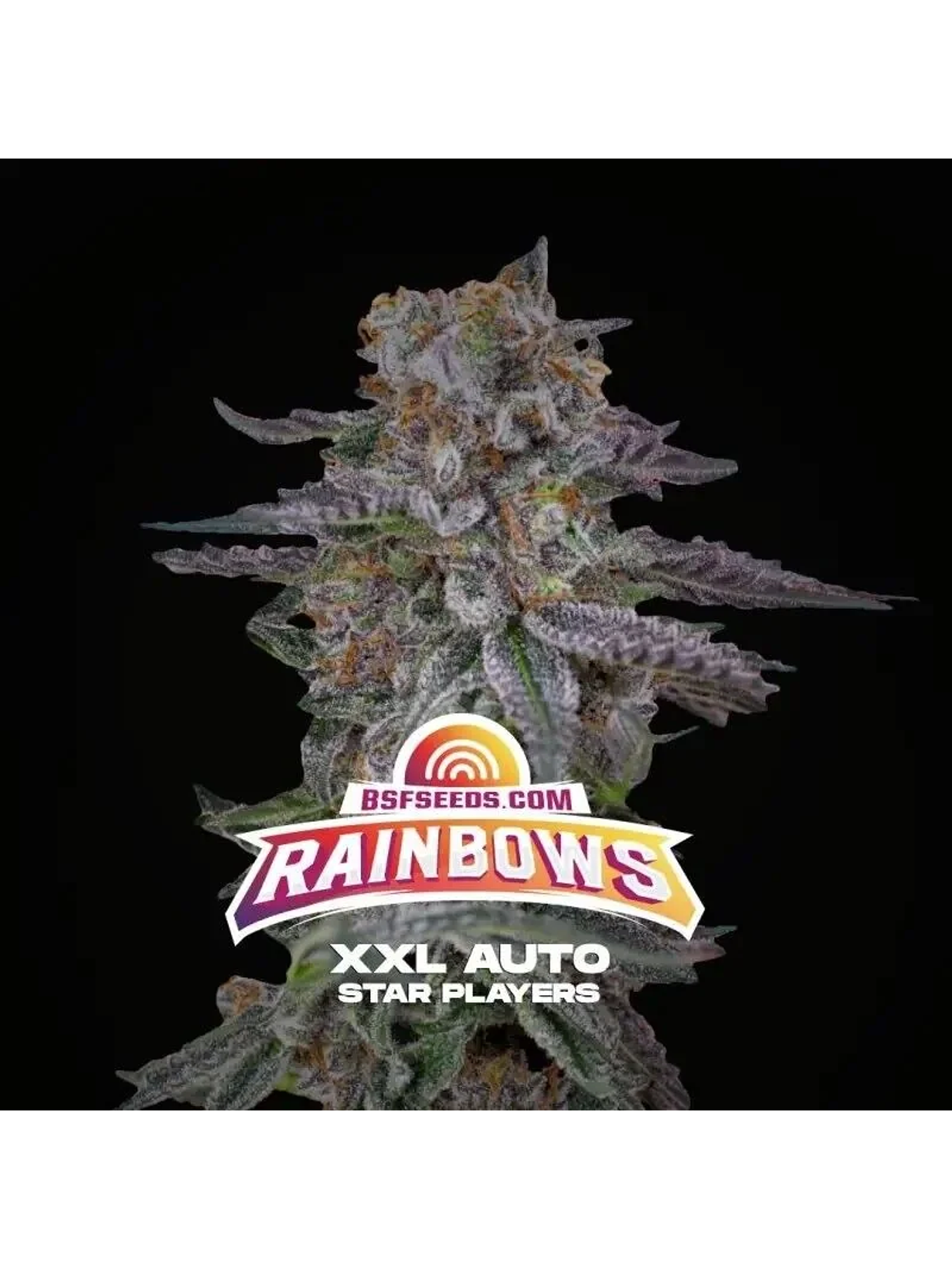 Rainbows Xxl Auto -Bsf (X12/X4/X2) 1