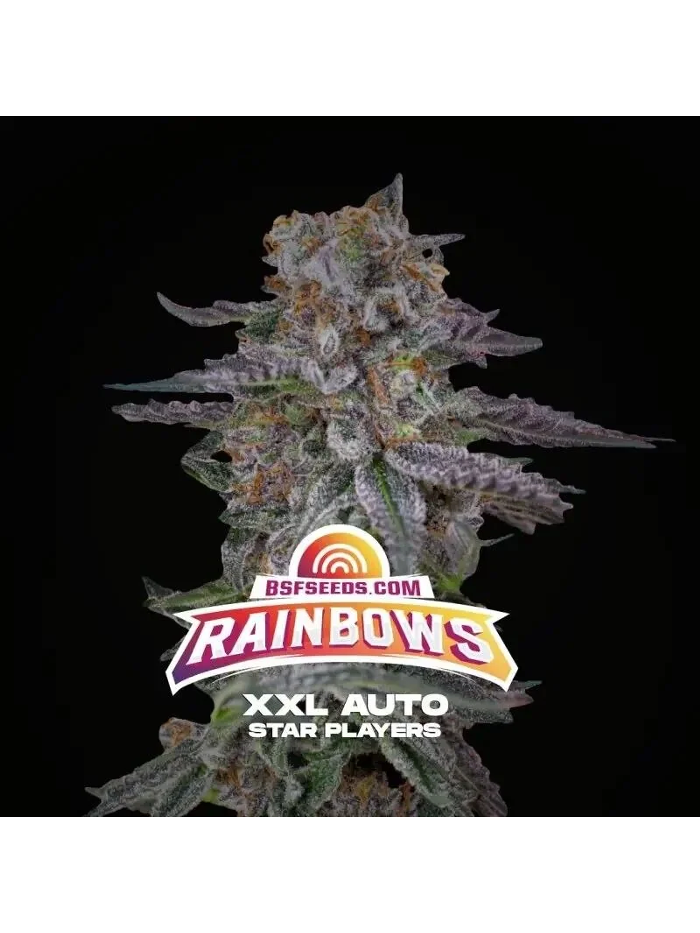 Rainbows Xxl Auto -Bsf (X12/X4/X2) 1