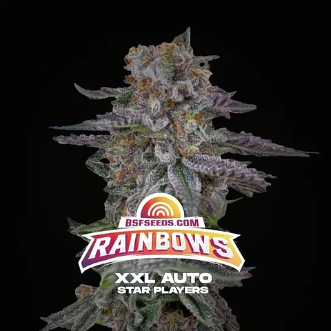 Rainbows Xxl Auto -Bsf (X12/X4/X2)