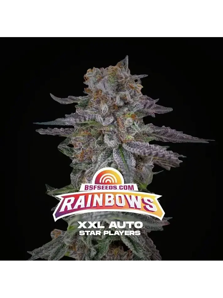 Rainbows Xxl Auto -Bsf (X12/X4/X2) 1