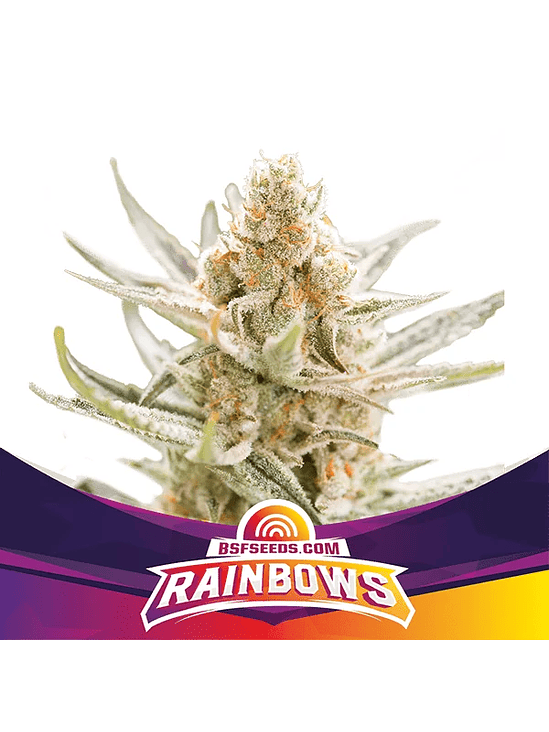 BSF RAINBOWS FEM X4 1