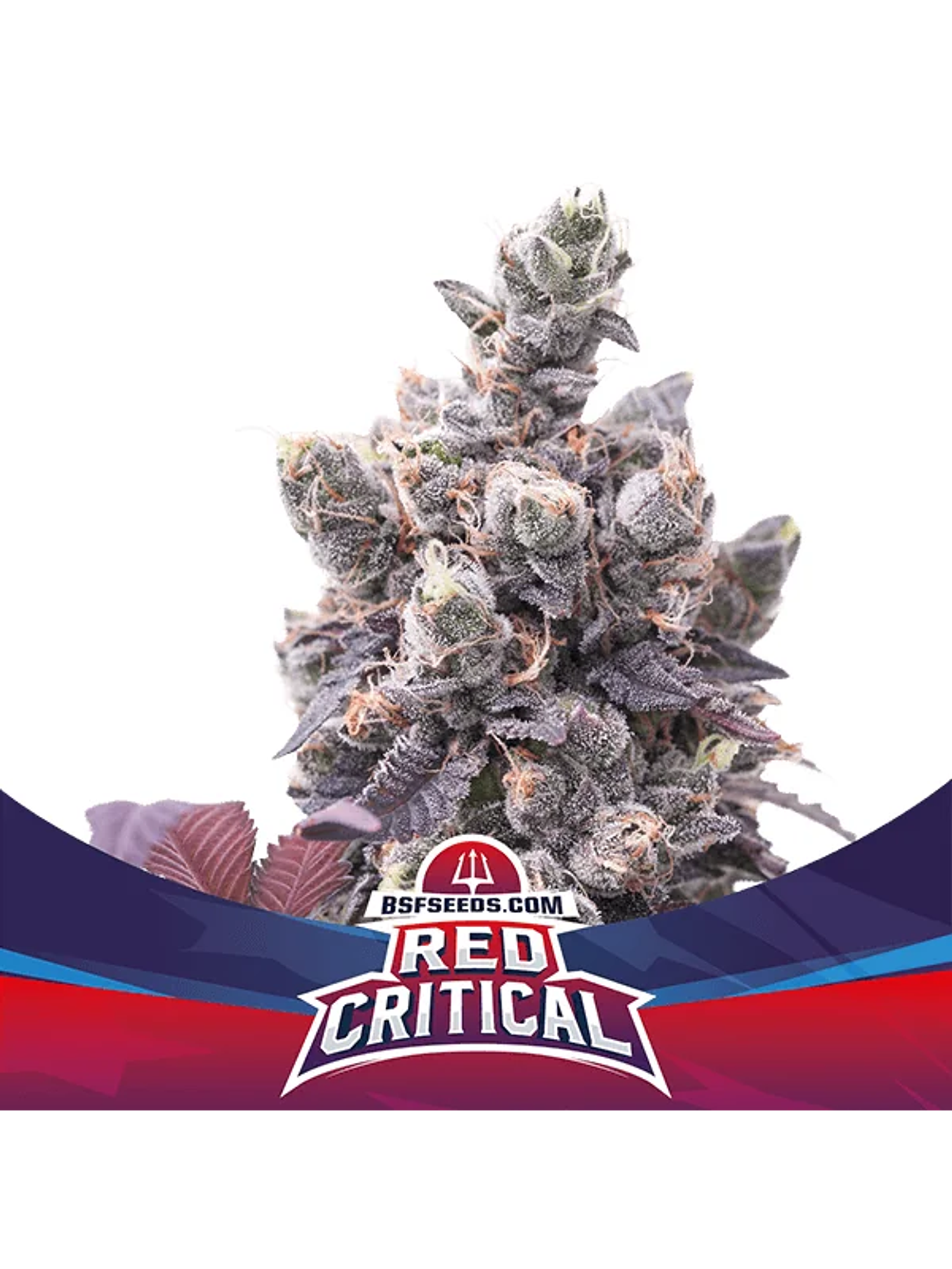Red Critical Auto -Bsf (X12/X7/X4/X2) 1