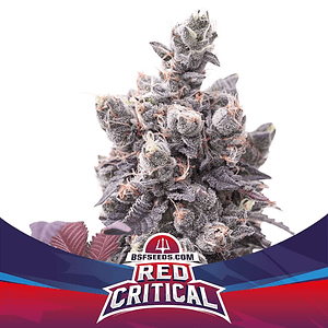 Red Critical Auto X2 -Bsf