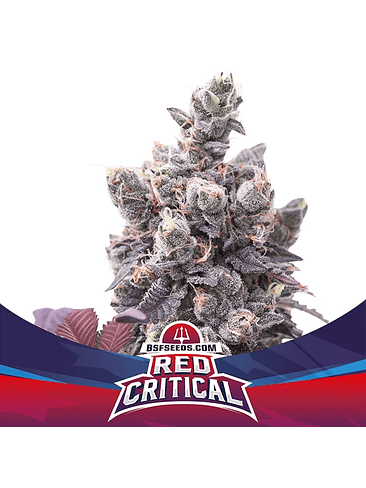 RED CRITICAL AUTO X2 -BSF 1