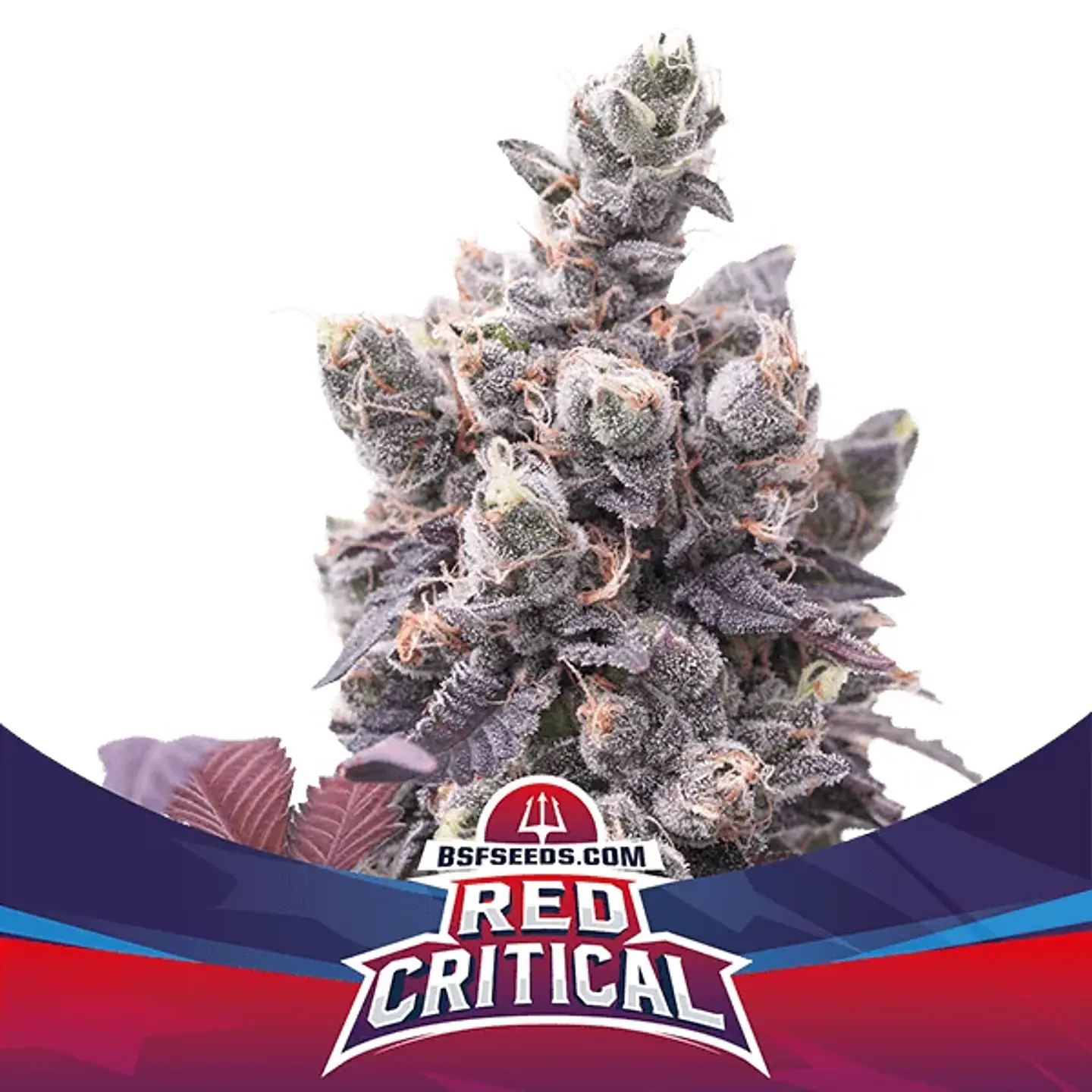 Red Critical Auto -Bsf (X12/X7/X4/X2) 1