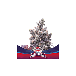 Red Critical  Auto X4 -Bsf