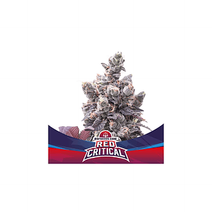 RED CRITICAL  AUTO X7 -BSF