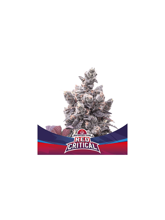 RED CRITICAL  AUTO X7 -BSF 1