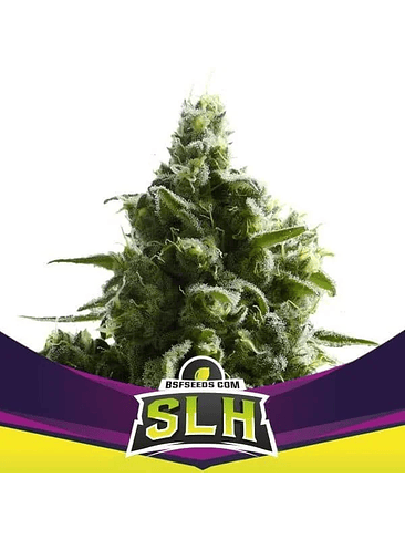 SUPER LEMON HAZE FEM X2-BSF 1