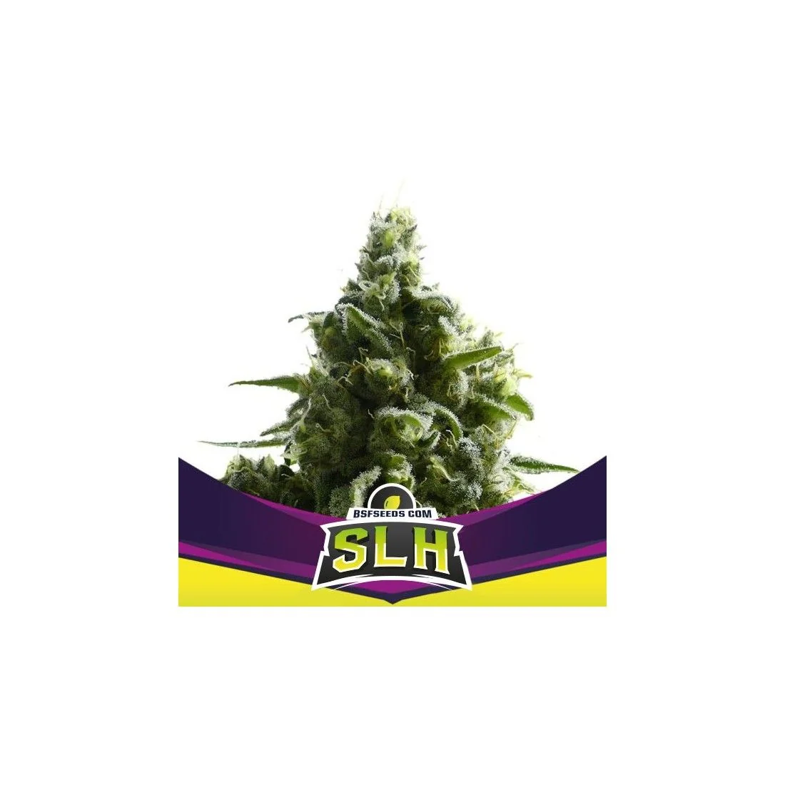 Super Lemon Haze Fem -Bsf (X4/X2) 2
