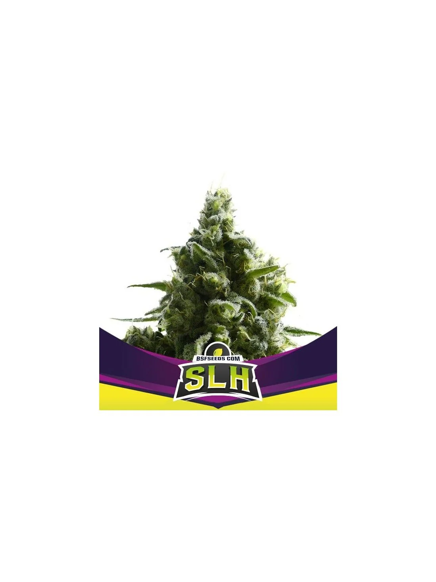 Super Lemon Haze Fem -Bsf (X4/X2) 2