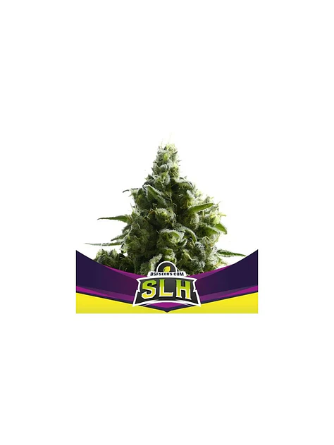 Super Lemon Haze Fem -Bsf (X4/X2) 2