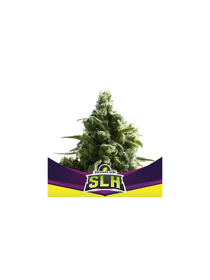 Super Lemon Haze Fem -Bsf (X4/X2) 2
