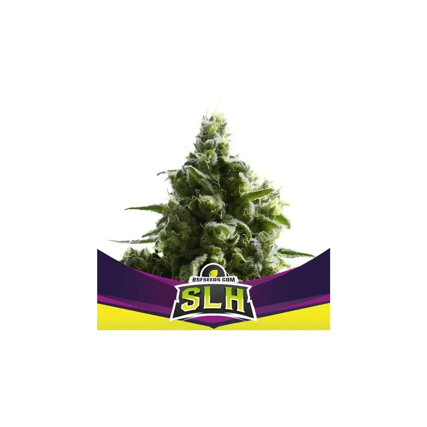 Super Lemon Haze Fem -Bsf (X4/X2) 2