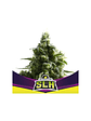 SUPER LEMON HAZE  FEM X4 -BSF - Miniatura 2