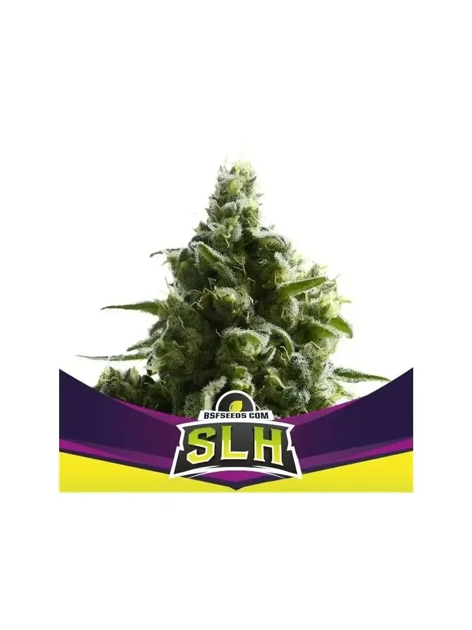 Super Lemon Haze X12-Bsf 1