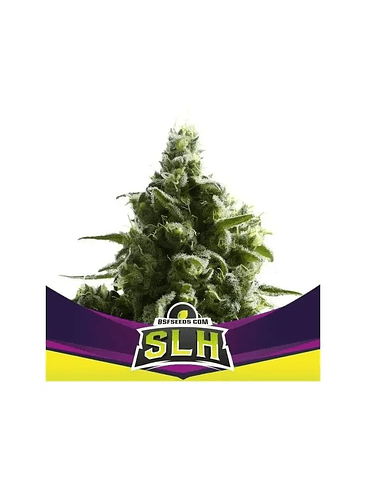SUPER LEMON HAZE X12-BSF 1