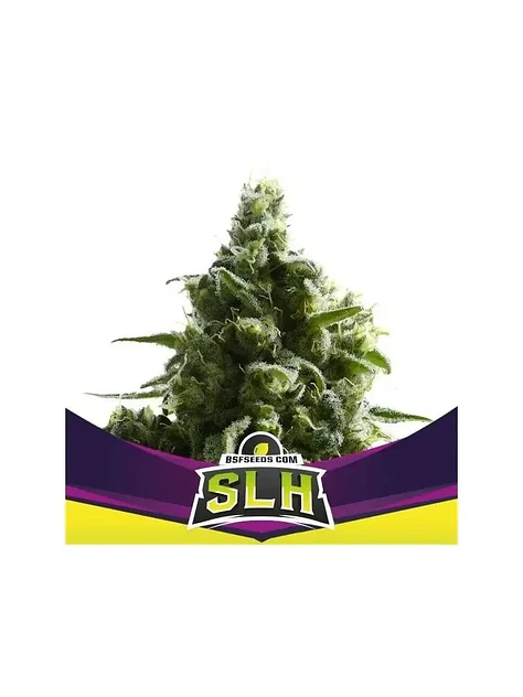 Super Lemon Haze X12-Bsf 1