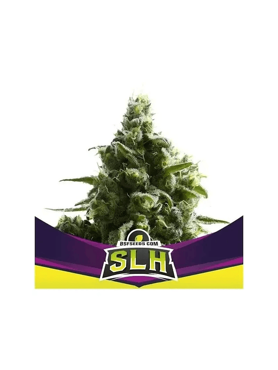 SUPER LEMON HAZE X12-BSF 1