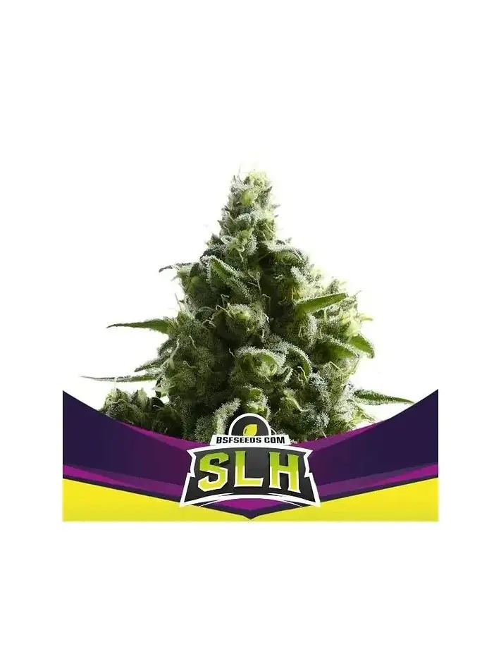 Super Lemon Haze X12-Bsf 1