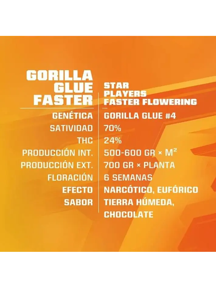 Star Players Gorilla Glue Fast Version X2-Bsf 1