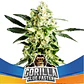 Star Players Gorilla Glue Fast Version X2-Bsf - Miniatura 2
