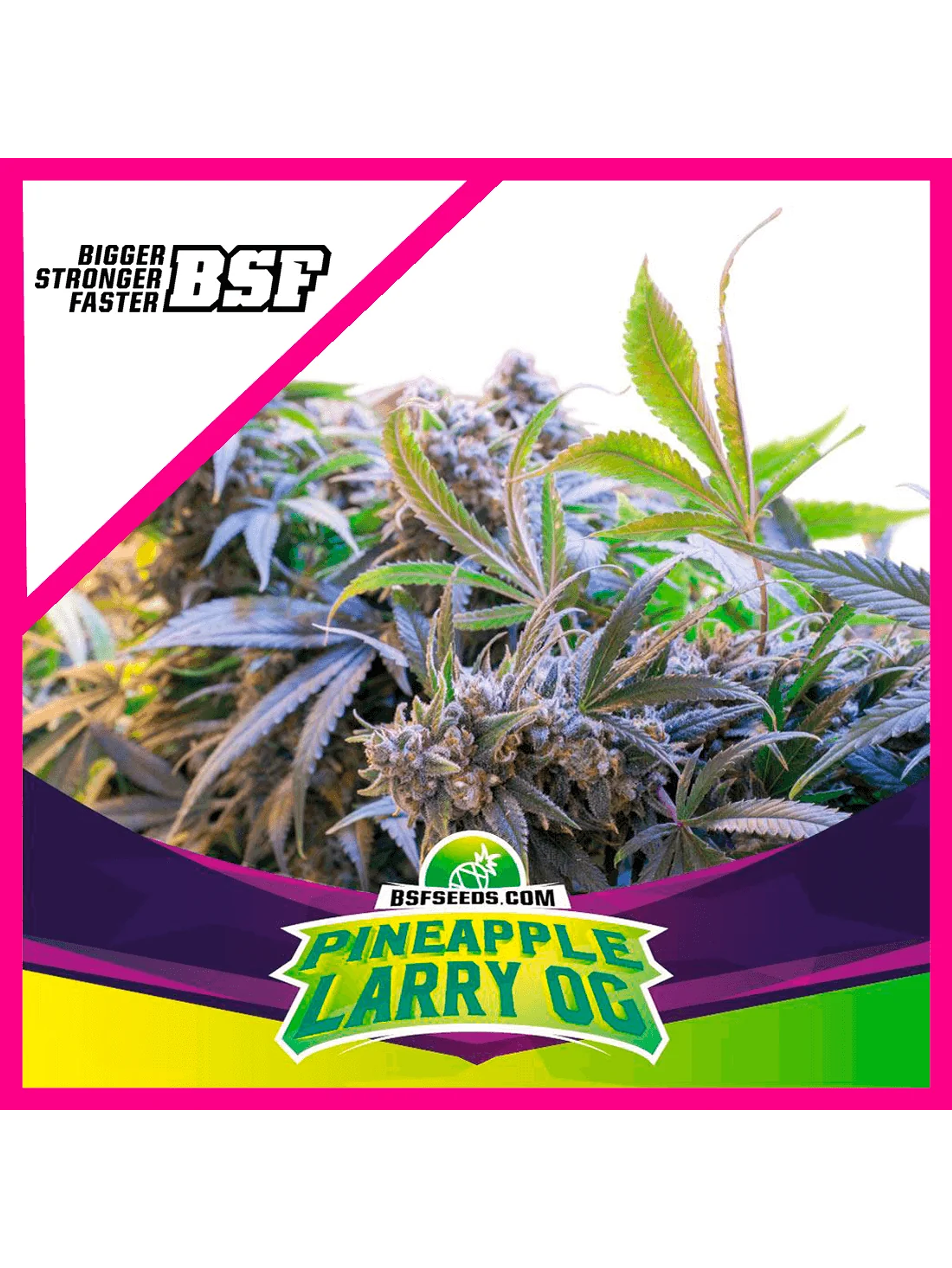 Star Payers Pineapple Larry Og Fem X4-Bsf 1