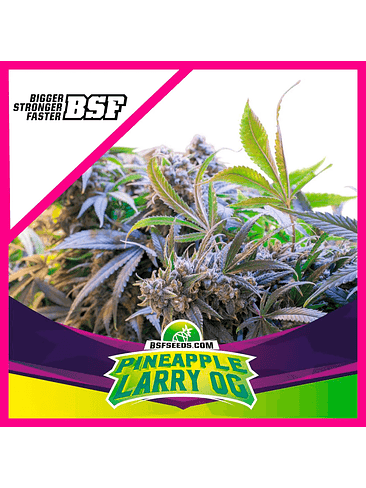 STAR PAYERS PINEAPPLE LARRY OG FEM X4-BSF 1